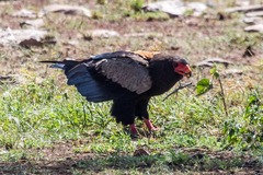 Terathopius ecaudatus