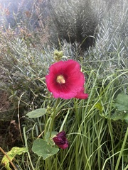Alcea rosea