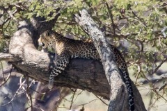 Panthera pardus pardus