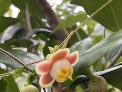 Ternstroemia