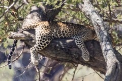 Panthera pardus pardus