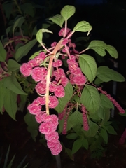 Celosia argentea