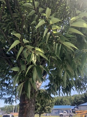 Zelkova