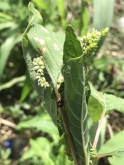 Coccinella leonina