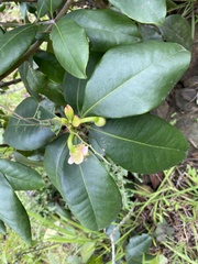 Ternstroemia