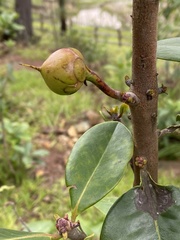 Ternstroemia