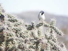 Amphispiza bilineata
