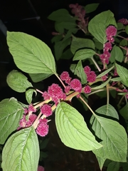 Celosia argentea