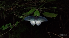 Papilio memnon heronus