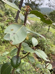 Ternstroemia