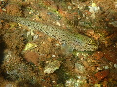 Gobius incognitus