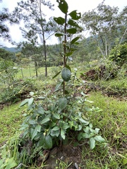 Ternstroemia