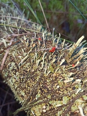 Cladonia macilenta