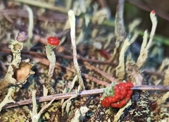 Cladonia macilenta