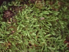 Pseudotaxiphyllum elegans