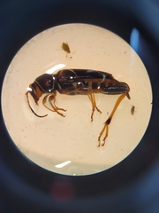 Neoclytus mucronatus