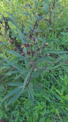 Vernonia noveboracensis