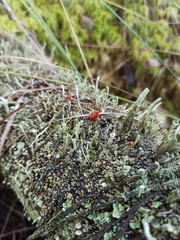 Cladonia macilenta