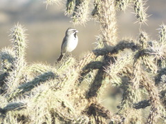 Amphispiza bilineata