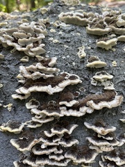 Fungi