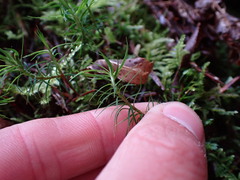 Polytrichastrum alpinum