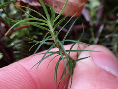 Polytrichastrum alpinum