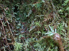 Plagiochila