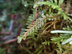 Plagiochila