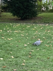 Columba palumbus