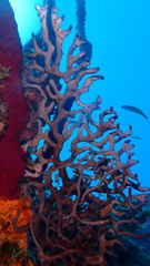 Iciligorgia schrammi