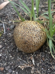 Pisolithus arhizus