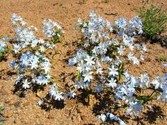 Zephyra elegans