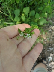 Stellaria aquatica