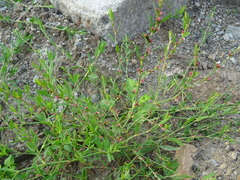 Polygonum aviculare