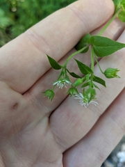Stellaria aquatica