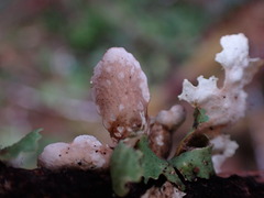 Lobaria hallii