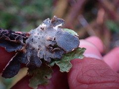 Lobaria hallii