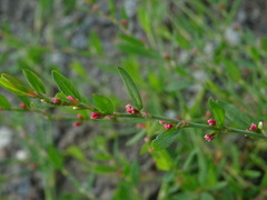 Polygonum aviculare