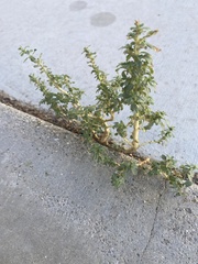 Amaranthus blitoides