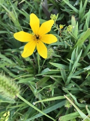 Bidens aristosa