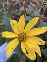 Helianthus