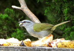 Arremonops conirostris