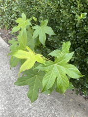 Liquidambar