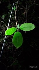 Ficus subpisocarpa