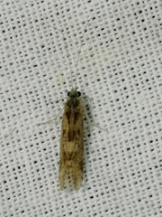 Trichoptera