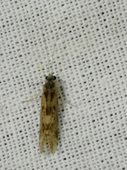 Trichoptera