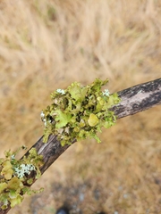 Tuckermanopsis orbata