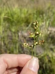 Scleria muehlenbergii
