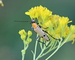 Chauliognathus misellus