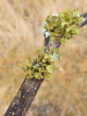 Tuckermanopsis orbata